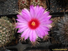 Thelocactus bicolor